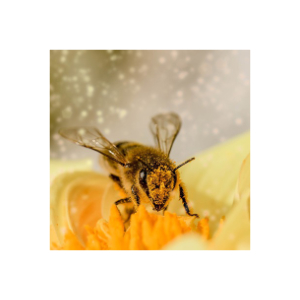 Blütenpollen
